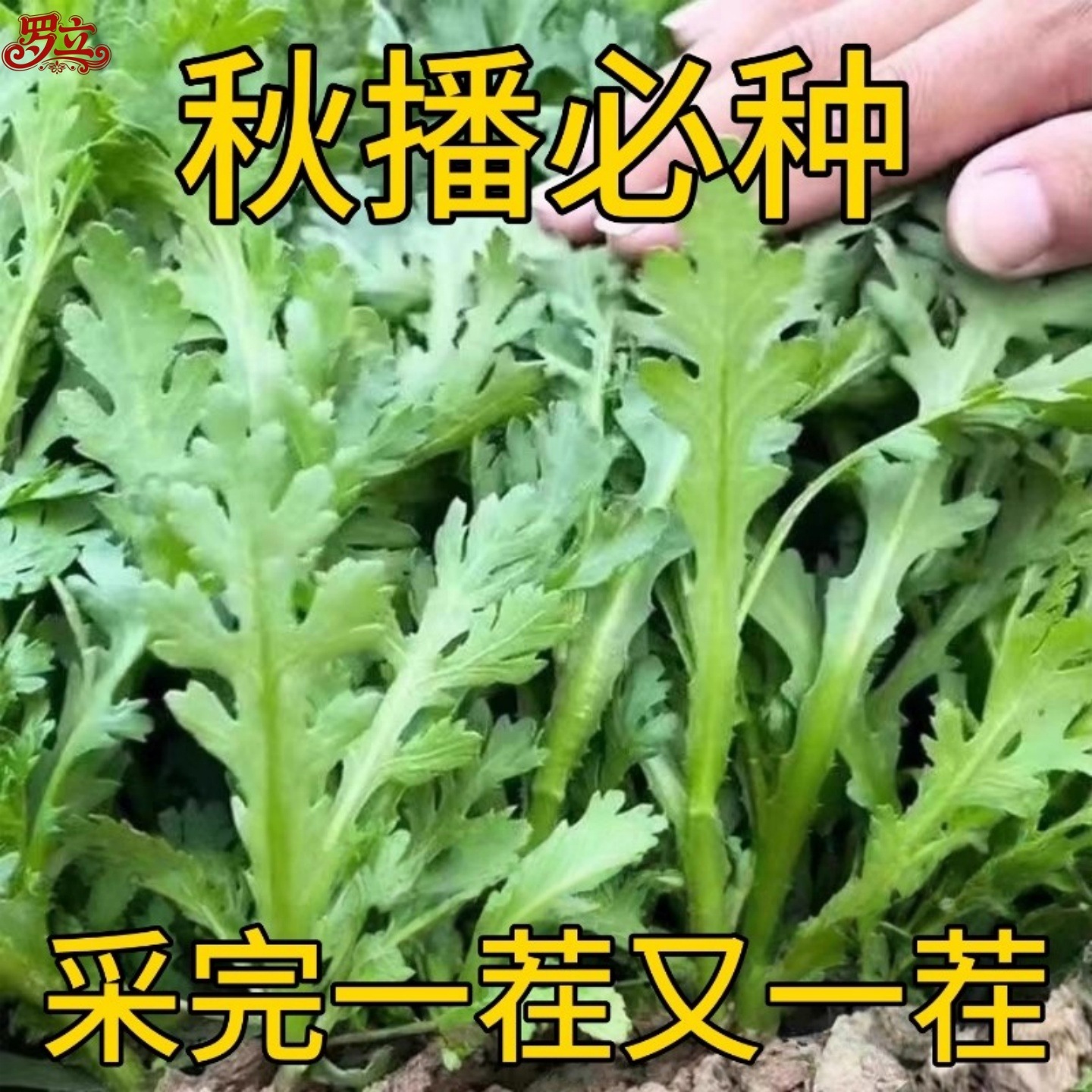 茼蒿菜种子小叶菜籽皇帝菜苗高产带土秧苗中叶四季农家春播阳台