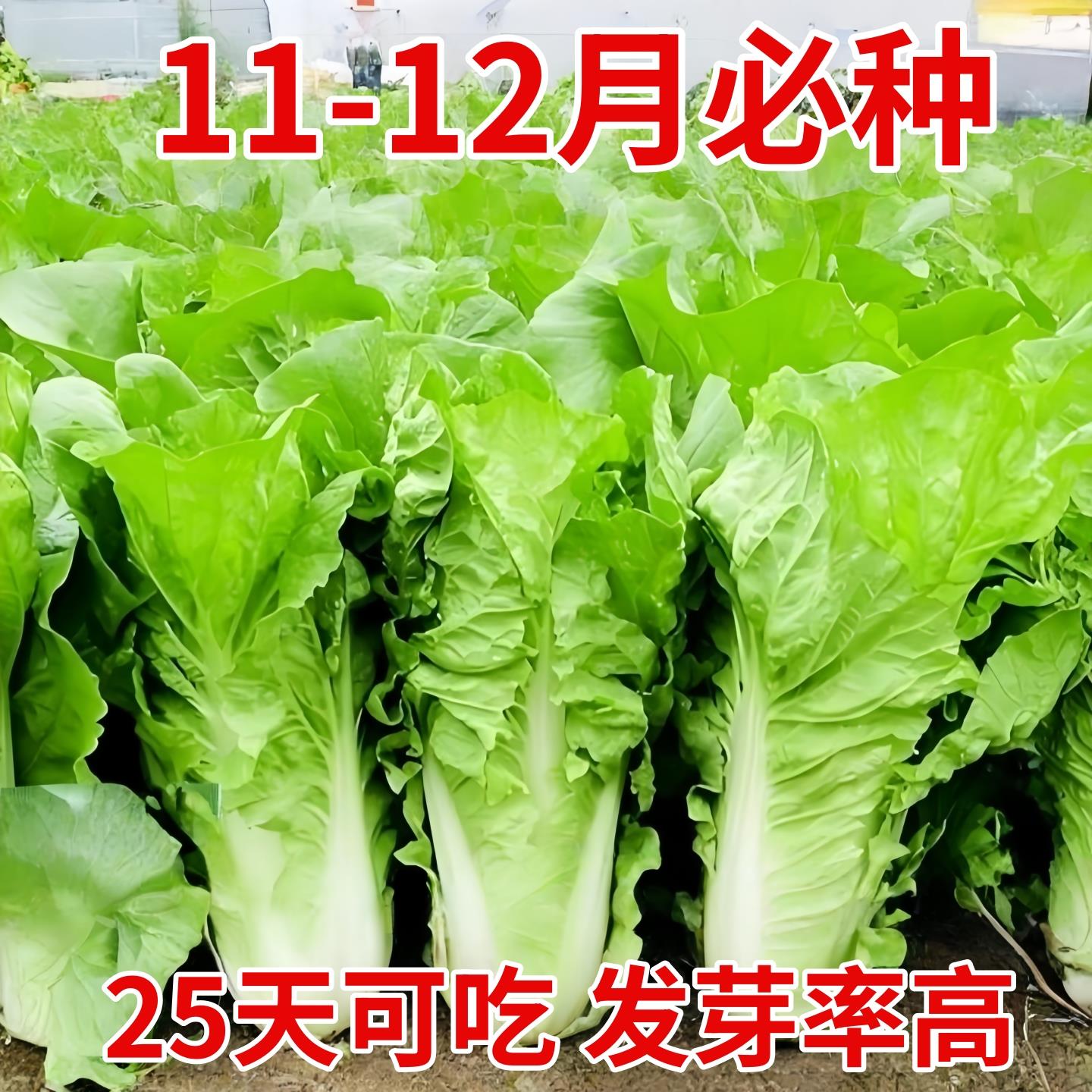 20天成熟速生奶油快菜种子耐热耐高温四季速生高产小白菜种子蔬菜