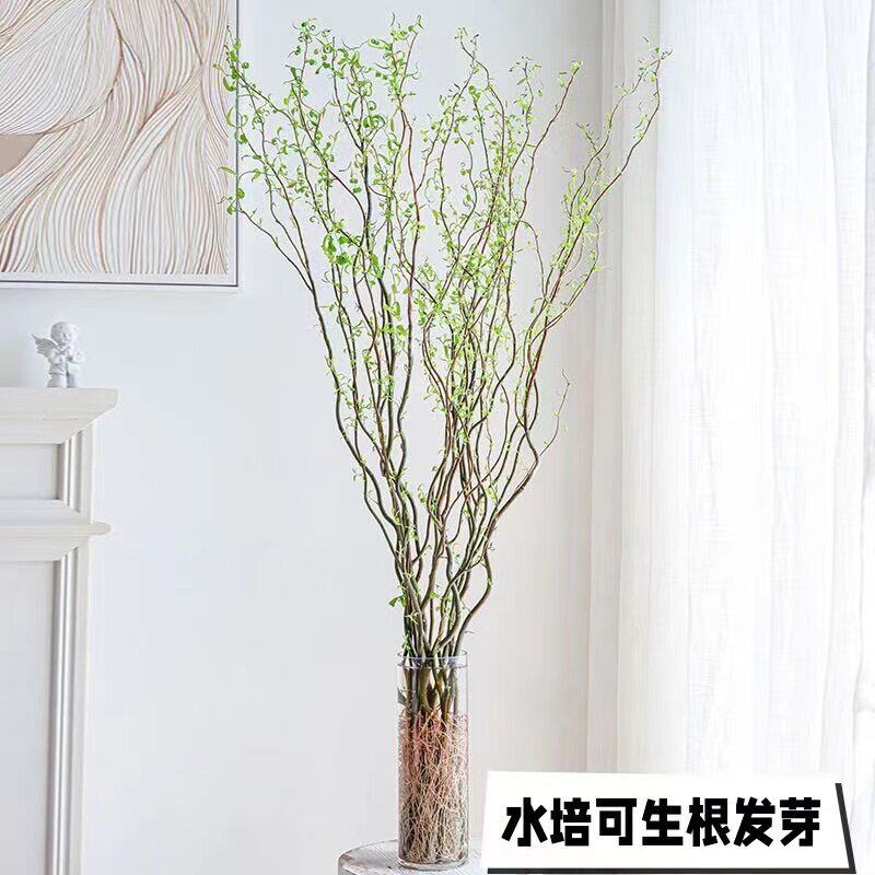 水培植物龙柳鲜枝插花干枝客厅室内装饰盆栽水养雪柳好养吊钟绿植