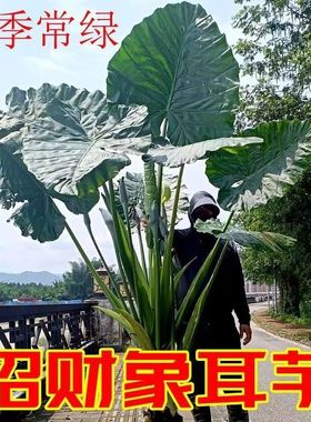 象耳芋霸王芋大野芋室外绿植大叶花卉绿植超大叶老桩落地清新空气
