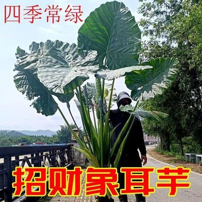 象耳芋霸王芋大野芋室外绿植大叶花卉绿植超大叶老桩落地清新空气