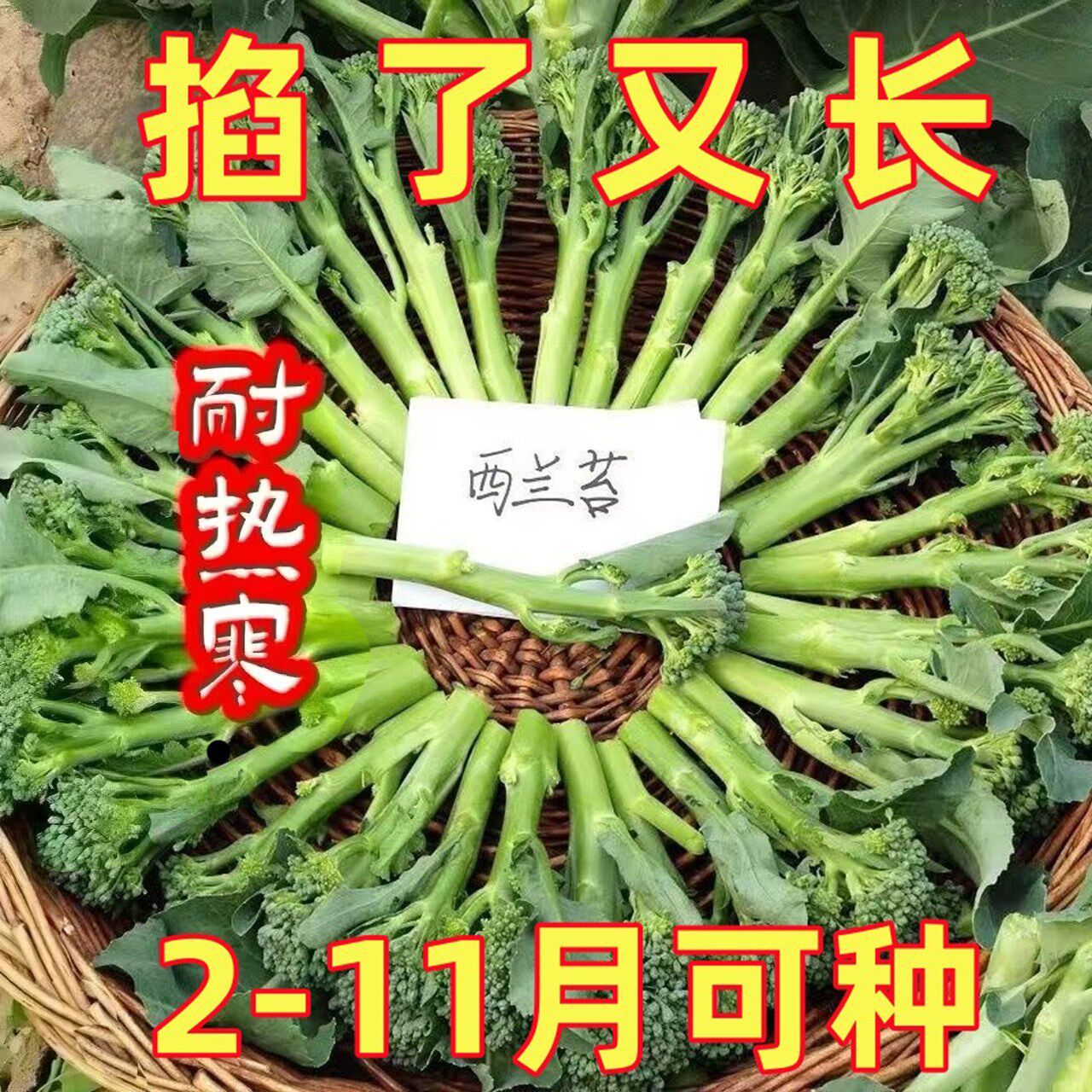 西兰苔种子芥兰种籽芥菜苔种子四季春种耐热阳台庭院蔬菜种子大全