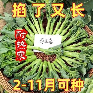 西兰苔种子芥兰种籽芥菜苔种子四季春种耐热阳台庭院蔬菜种子大全