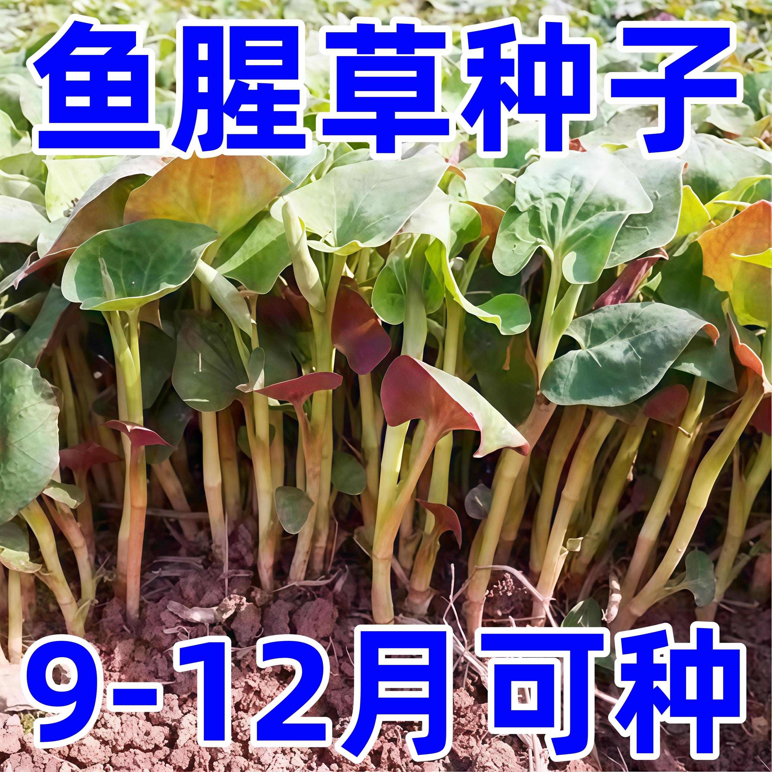 碰土就活鱼腥草种子浇水就疯狂出