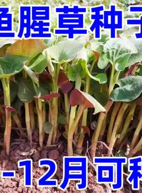 野生鱼腥草种子种苗+四川正宗新鲜折耳根苗家庭园艺四季盆栽
