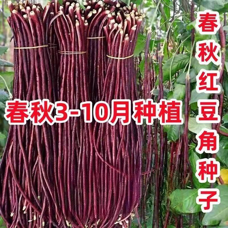 春秋红豇豆种籽特长紫红豆角种孑高产早熟四季播耐热抗病豇豆种子