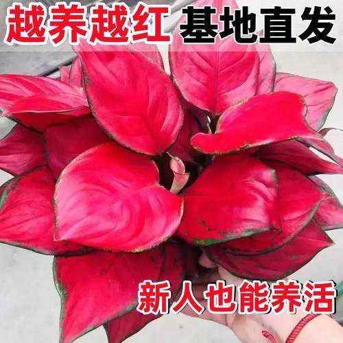 吉利红盆栽如意皇后大棵水培植物万年红小苗室内养办公桌花卉绿植