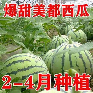 美都西瓜种子超甜早熟水果种子盆栽四季种植种籽孑阳台8424麒麟