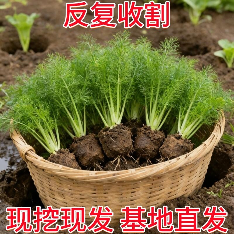 新鲜茴香菜现摘茴香苗不带根包饺子馅料农家小茴香菜蔬菜