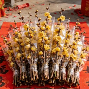 腊梅枝腊梅花树盆栽腊梅鲜花带花苞干枝腊梅枝条遇水开鲜切花水养