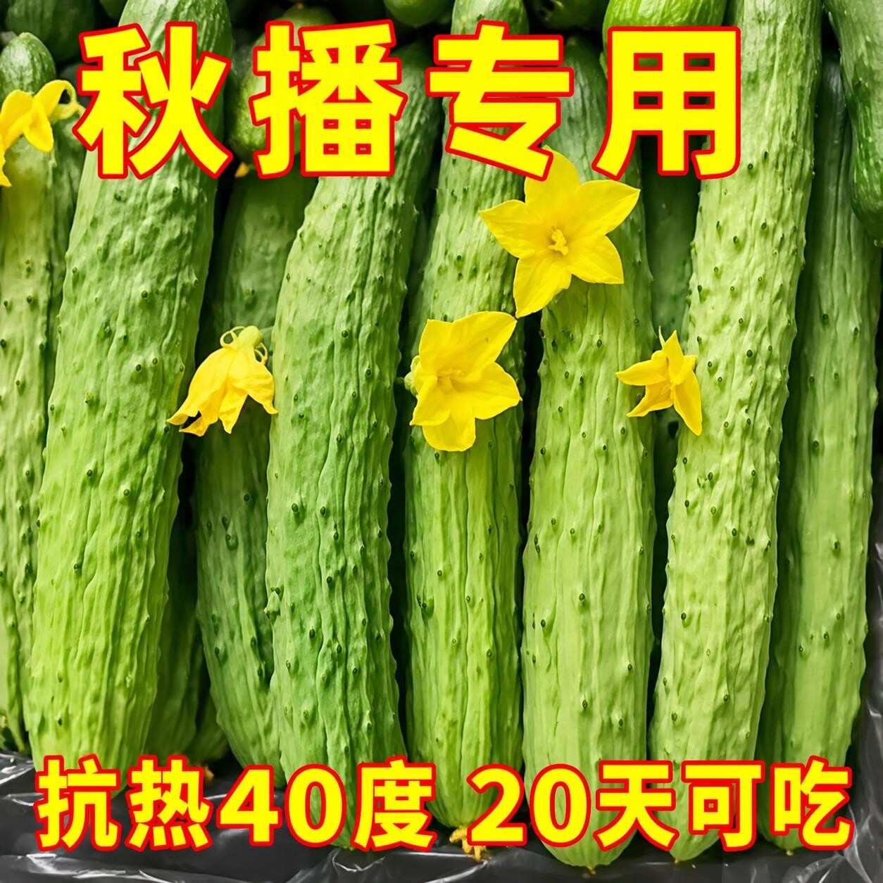 山河白黄瓜种子特甜白黄瓜种子旱黄瓜种子早熟强雌性抗病春季种籽