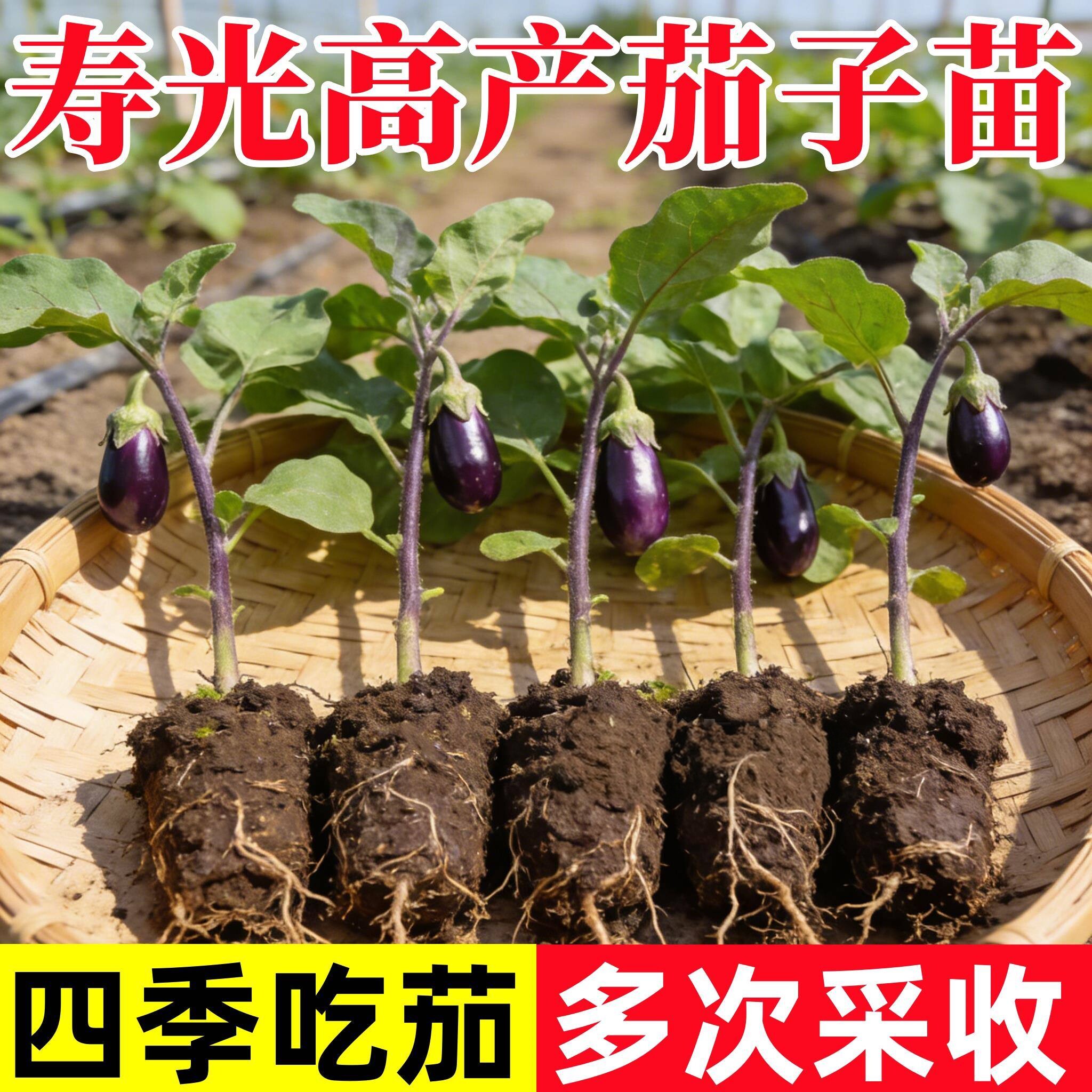 紫黑茄长茄子苗秧苗四季嫁接茄苗老品种茄种苗春秋阳台盆栽蔬菜苗