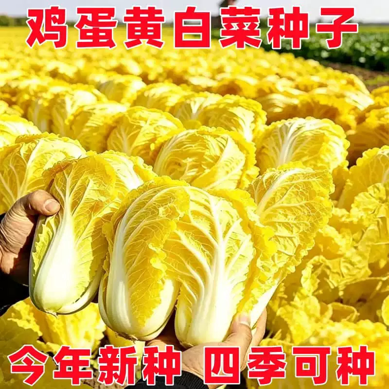 新鸡蛋黄白菜种子真好吃黄心白菜种籽新鲜甜嫩高产黄白菜大白菜籽