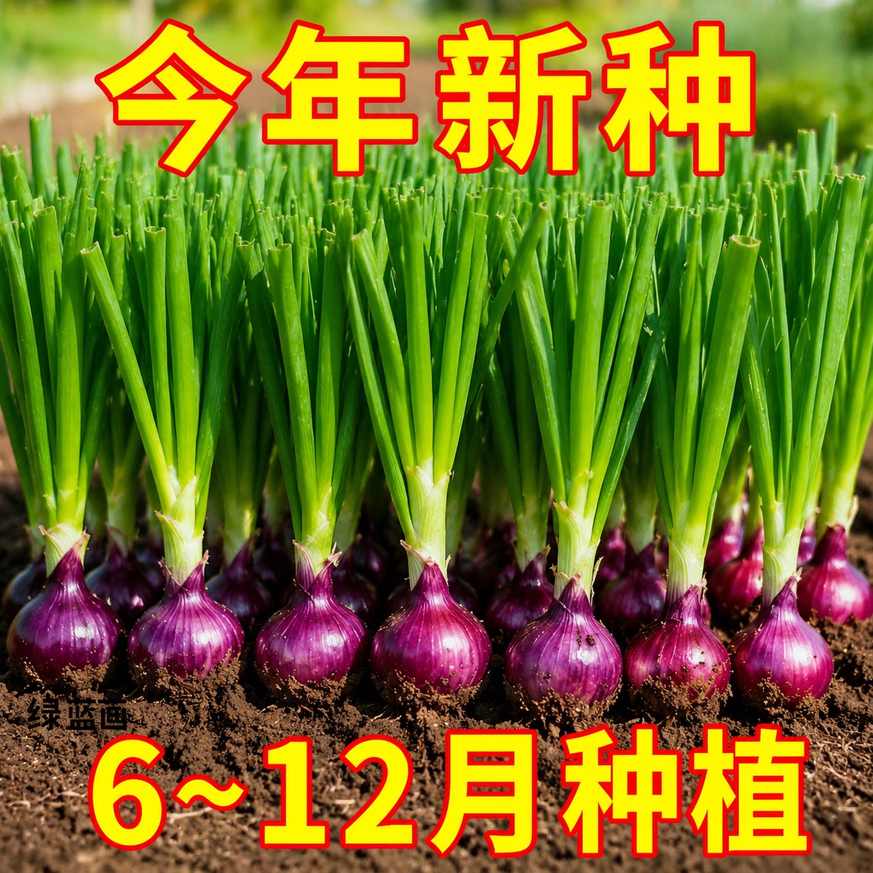 水果洋葱种子山东寿光紫皮洋葱种子二红扁圆红皮洋葱头种子耐寒