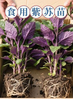 正宗紫苏可食用新鲜紫苏叶鸡冠辣椒香料紫苏子叶新鲜可食用叶子