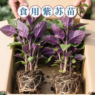 正宗紫苏可食用新鲜紫苏叶鸡冠辣椒香料紫苏子叶新鲜可食用叶子