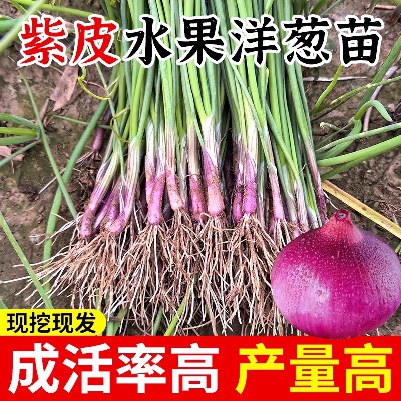 山东水果紫皮洋葱苗秧苗带根老品种红皮特大圆洋葱种植苗耐寒本地
