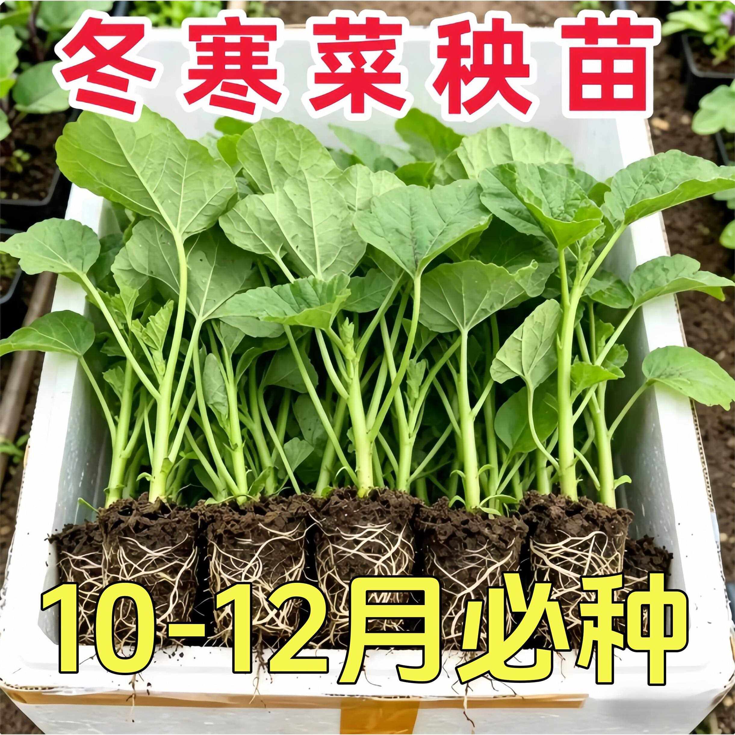 糯米冬寒菜苗子儿菜高钙菜冬苋菜苗阳台小院盆栽地栽带土发货秧苗