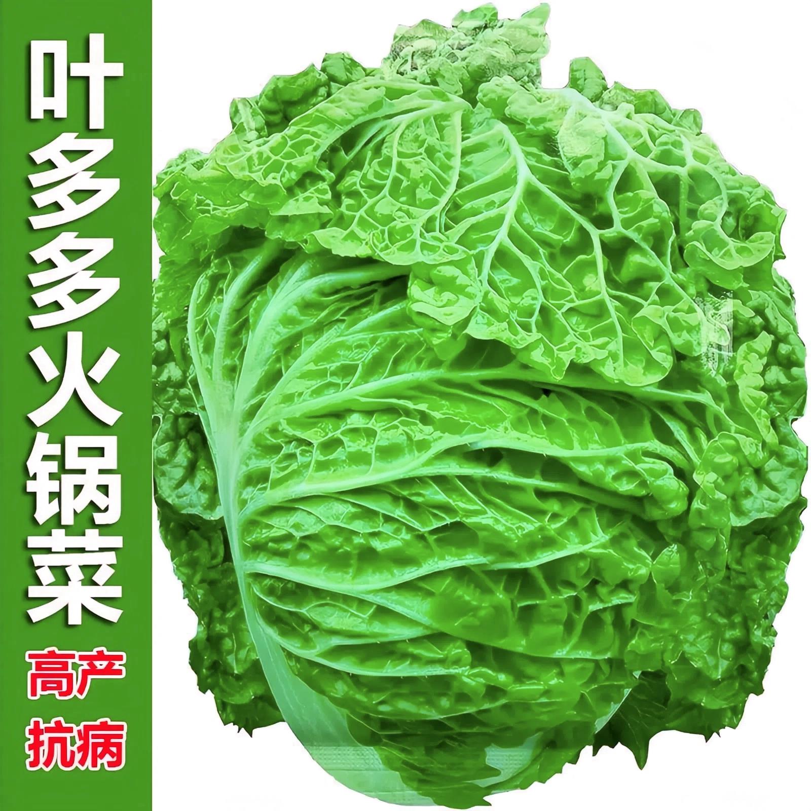 叶多多大白菜种子火锅菜白菜特大白菜山东冬储胶州秋冬蔬菜种子