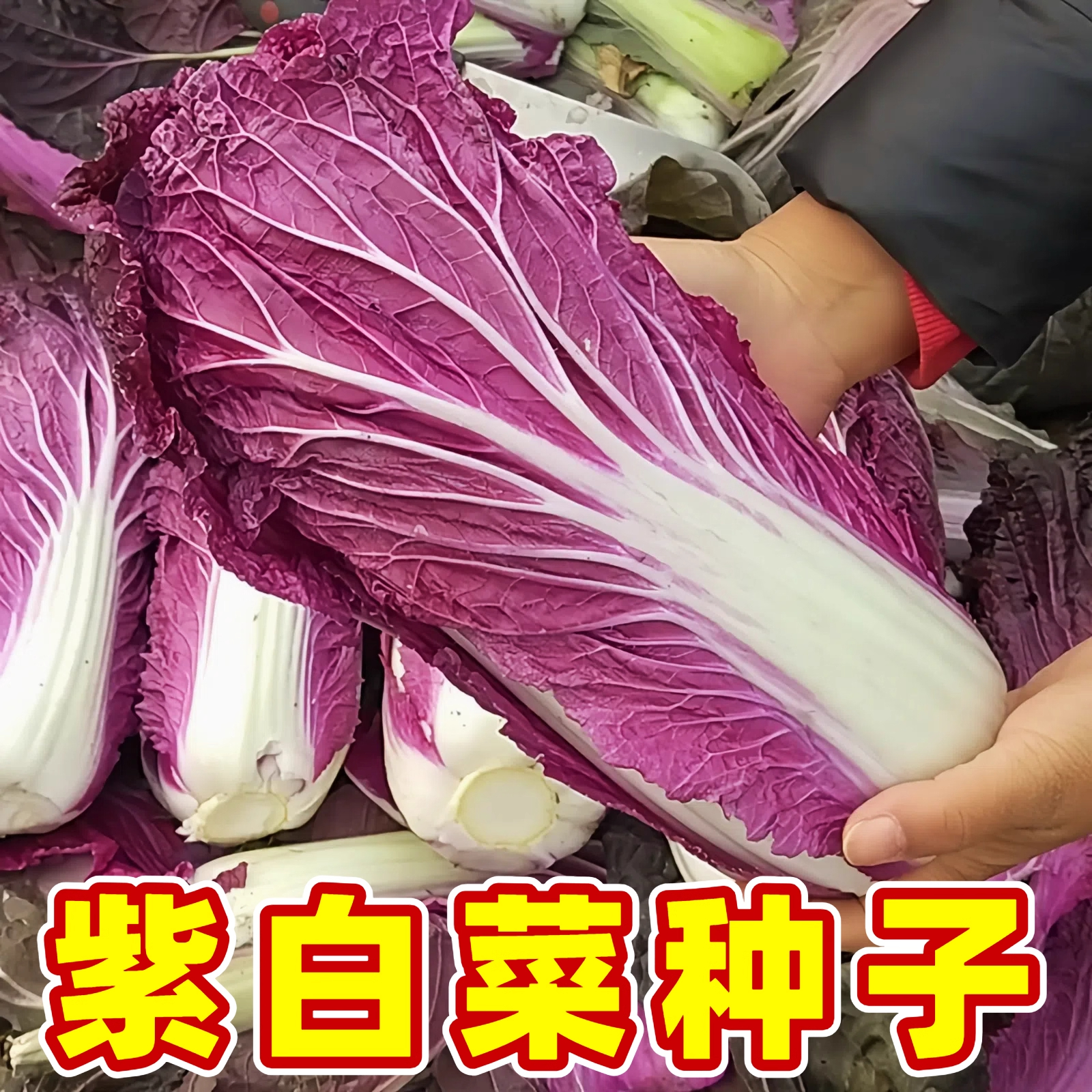 冬天可摘非转基因紫玉大白菜种子
