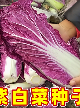 紫玉大白菜种子花青素紫白菜种秋天冬季稀有特色非转基因蔬菜种子