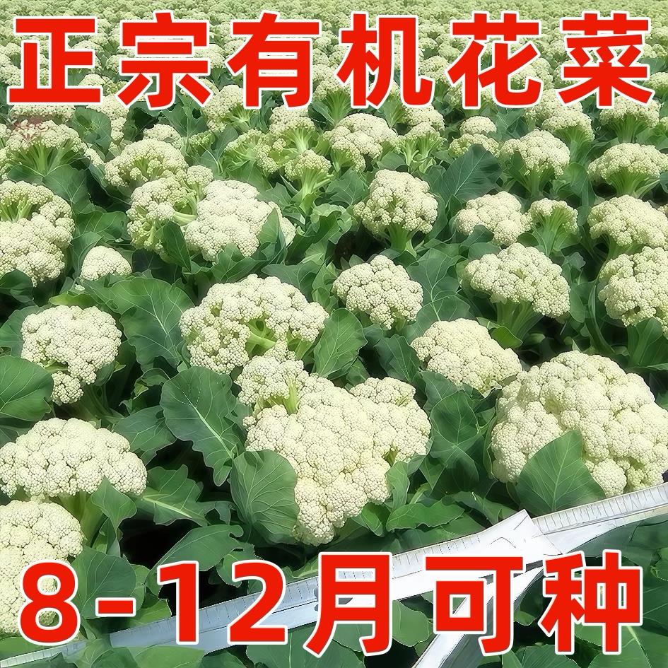 台湾青梗松花菜种子有机花菜种孑大全西兰花四季阳台种植蔬菜种籽