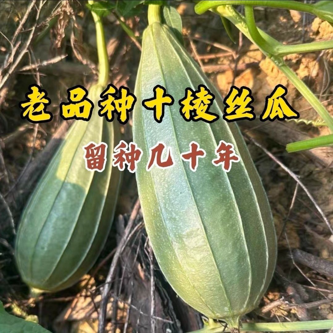 老品种十棱短胖丝瓜种子高产棱丝瓜种子肉厚清甜早熟60年代老品种