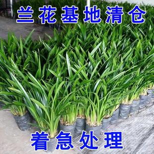 【特级兰花】高档兰花苗墨兰企黑浓香型兰花室内客厅四季好养盆栽