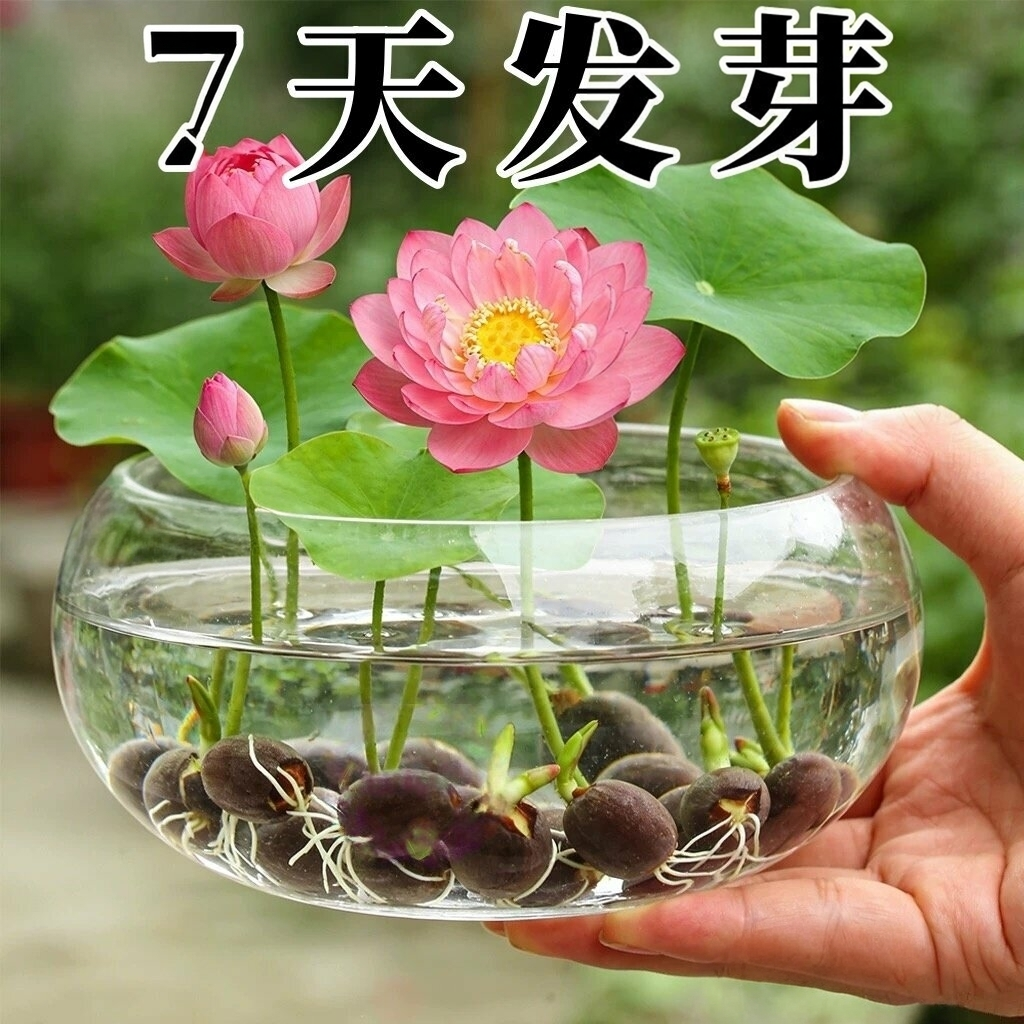 水培植物碗莲花卉室内花好养四季播种种子籽水养荷花盆栽客厅睡莲