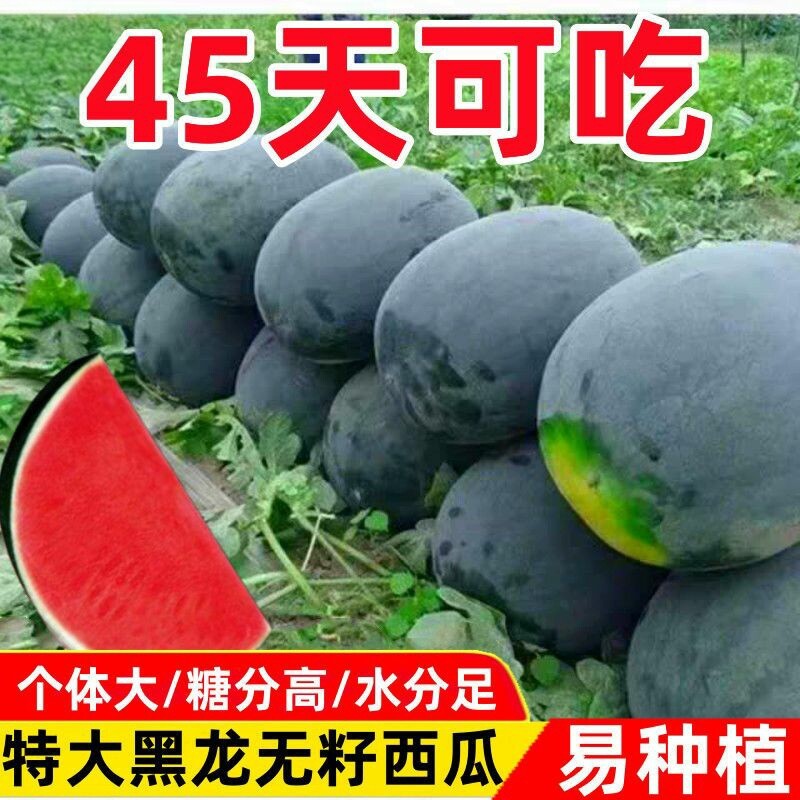 巨型懒汉黑龙无籽西瓜种子特大高产早熟薄皮四季种植黑皮西瓜种子