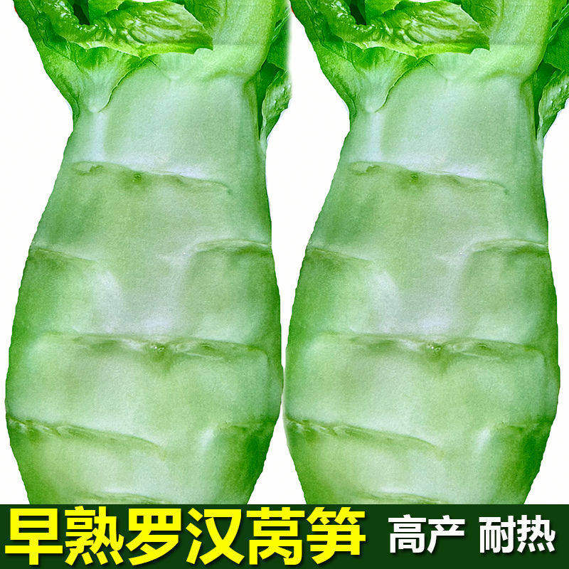 大头莴笋种子罗汉莴笋种子鸡腿短粗白皮耐寒莴笋种籽四季播蔬菜