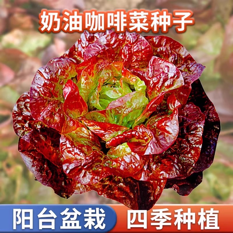 奶油汉堡咖啡紫生菜新鲜叶菜生吃凉拌甜脆多汁沙拉菜农家自种生菜
