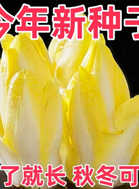 四季金玉兰菜种子根苗多年生秋冬蔬菜种子籽高产阳台种植奶油快菜