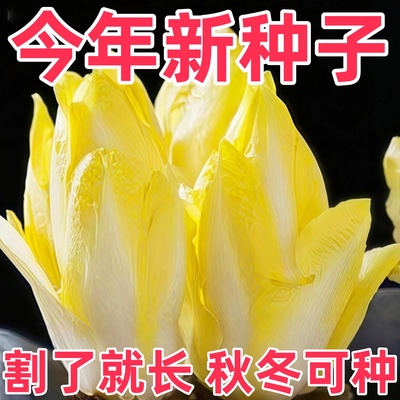 四季金玉兰菜种子根苗多年生秋冬蔬菜种子籽高产阳台种植奶油快菜