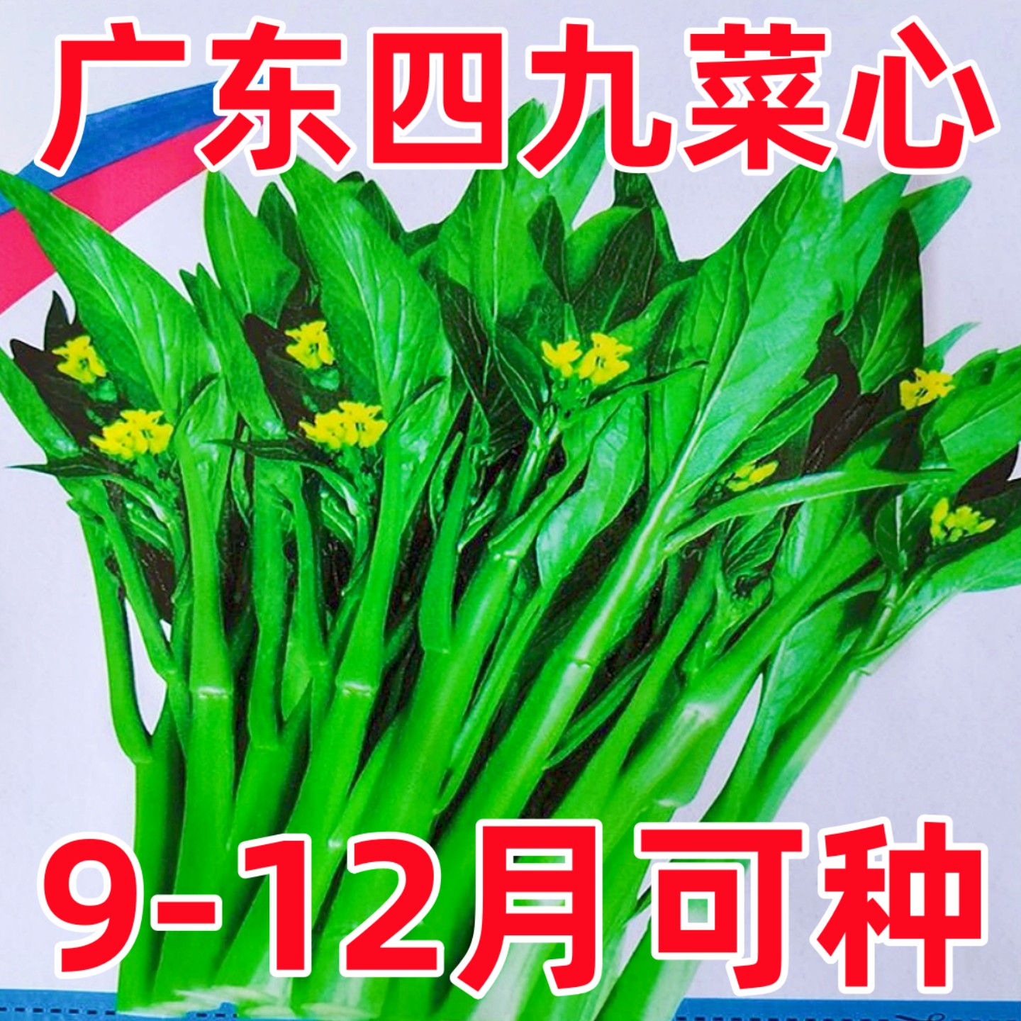 广东四九菜心种子四季播青菜苔种籽香甜油绿菜薹种子农家蔬菜种子