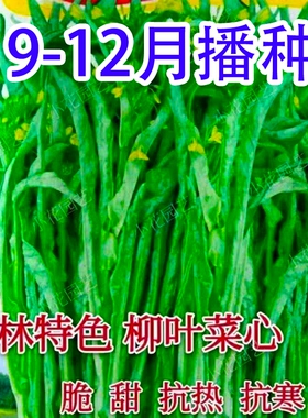 柳叶菜心种子桂林菜花种子广东广西蔬菜种籽卷叶蔬菜种籽