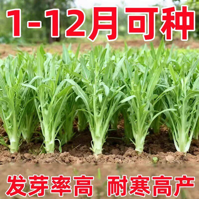 博白花芽甜唛菜种子正宗甜麦菜品种甜脆软嫩白梗爽口大田蔬菜种子