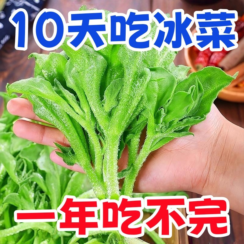 四季水晶冰菜籽高钙大叶冰菜种孑阳台盆栽苗蔬菜种子大全南方北方,鲜花速递/花卉仿真/绿植园艺,红掌/凤梨/温室花卉,淘宝优惠券,粉丝福利购,淘宝优惠卷