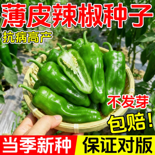 辣椒种籽薄皮泡椒螺丝线椒小米辣椒苗秧苗种孑四季蔬菜苗种子大全