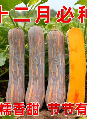 健美密本南瓜种子超甜粉面密本南瓜种子甜面南瓜种籽早熟高产蔬菜