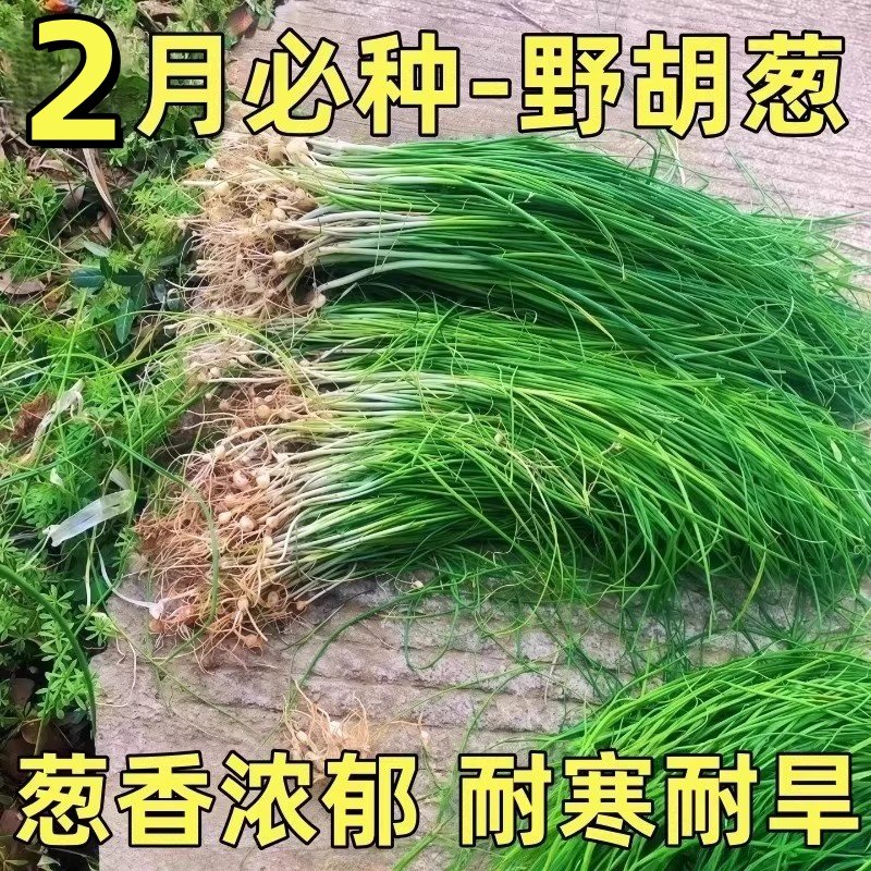 野葱新鲜野菜深山现挖小根蒜胡葱野生葱百香葱野菜苦藠头种子四季,鲜花速递/花卉仿真/绿植园艺,红掌/凤梨/温室花卉,淘宝优惠券,粉丝福利购,淘宝优惠卷