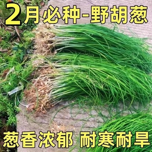 野葱新鲜野菜深山现挖小根蒜胡葱野生葱百香葱野菜苦藠头种子四季