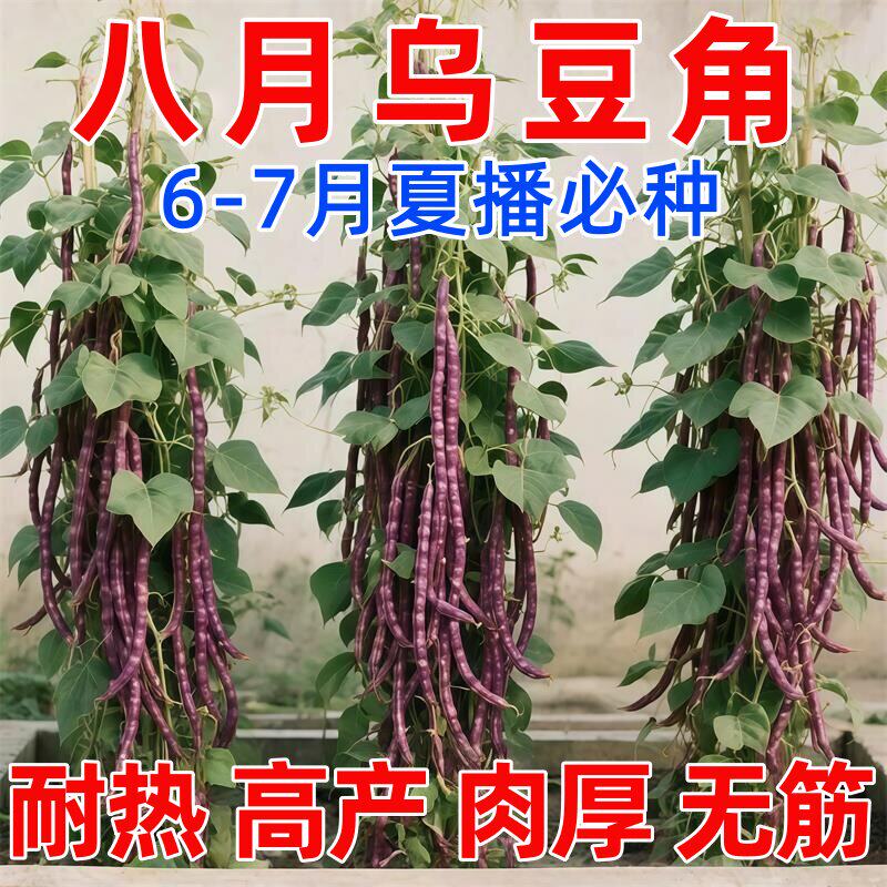 八月乌秋豆角种子紫红豇豆角耐热耐寒高产红豆角农家长豆角蔬菜籽