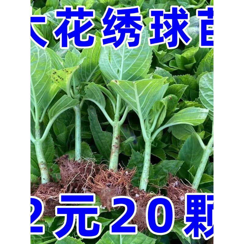 无尽夏绣球花苗盆栽四季花卉三河千鸟阳台庭院室外耐寒耐热万华镜