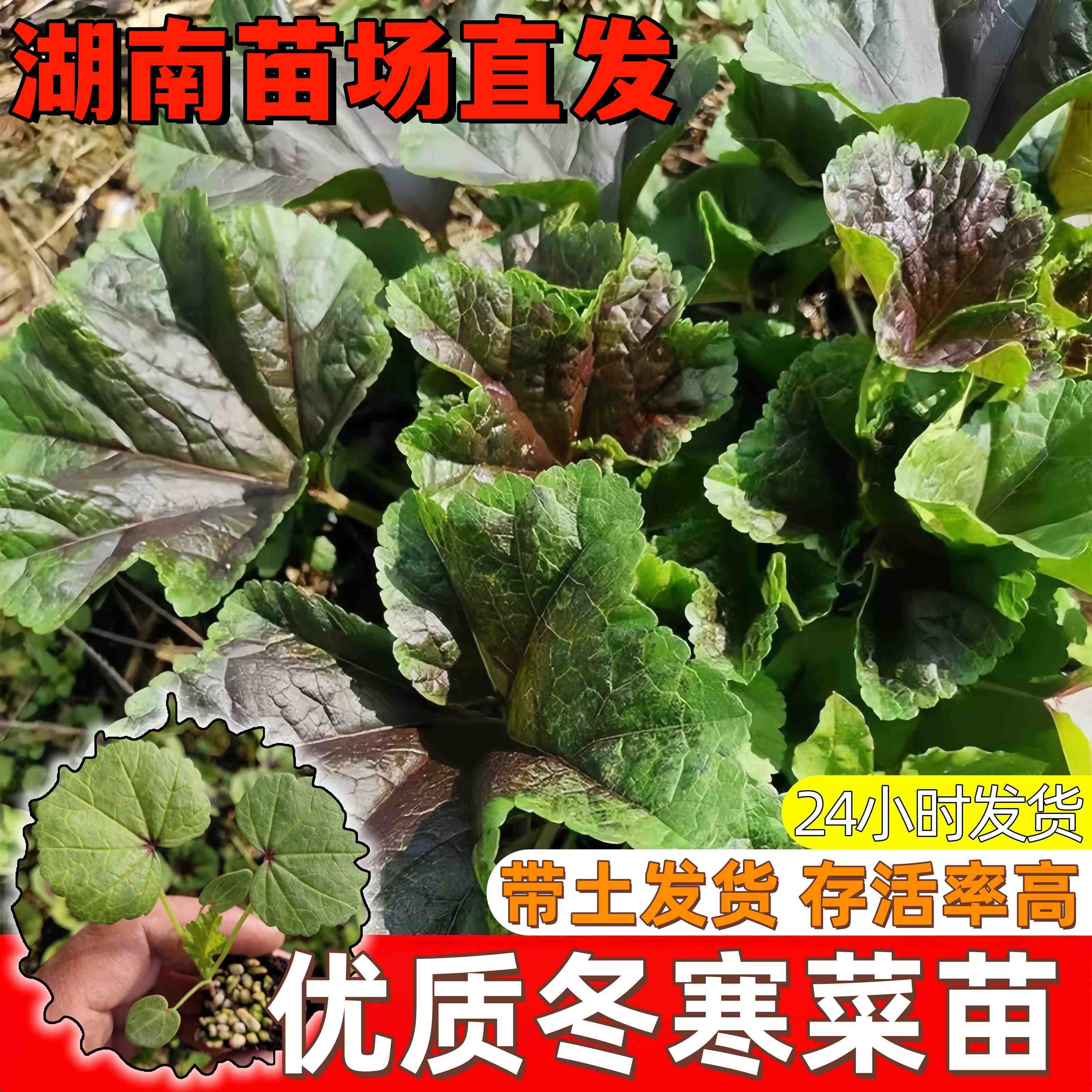 糯米冬寒菜种苗苋菜冬葵菜高产耐寒蔬菜种苗四季种带土发货蔬菜苗