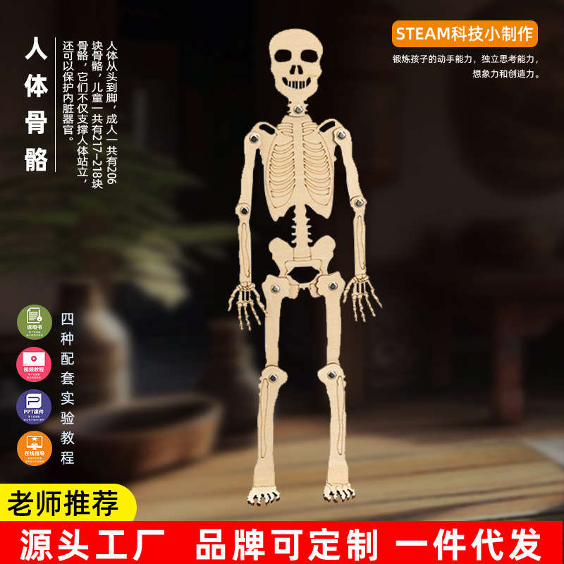 科技小制作人体骨骼模型diy骨架拼装教具儿童益智手工制作材料包
