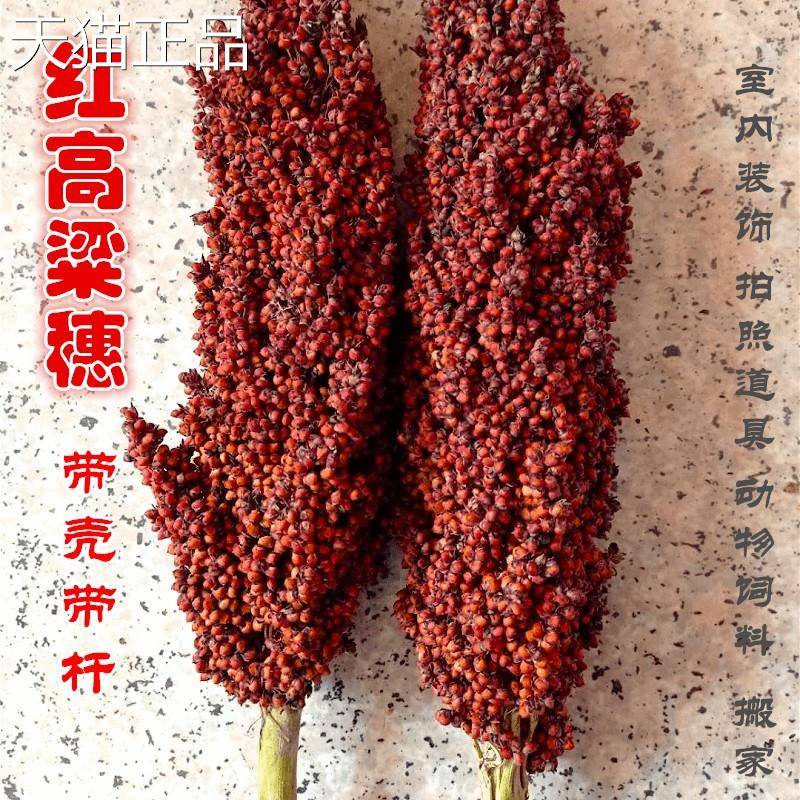 带壳粱米 整株高粱带叶带高鼠杆带根1鸟粮粮份斤结婚搬家红高粱穗