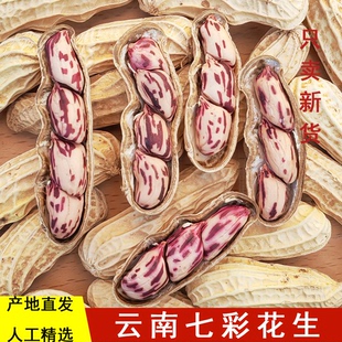 新货云南七彩花生带壳生熟七彩野地花生米黑花生种子特级普洱特产