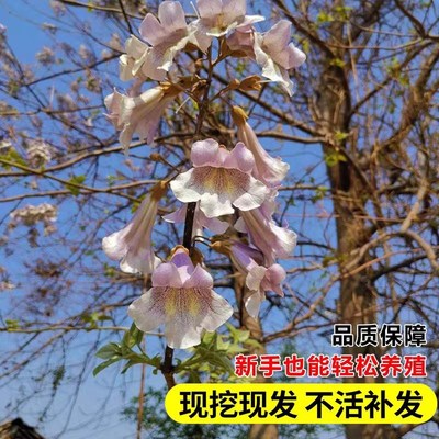 泡桐树苗紫花名贵植物庭院盆栽地栽门前种植道路绿化风景梧桐树苗