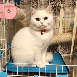 拉士格 通用兔子 可拆洗木质猫笼平台加宽垫子 猫吊床防水隔板四季